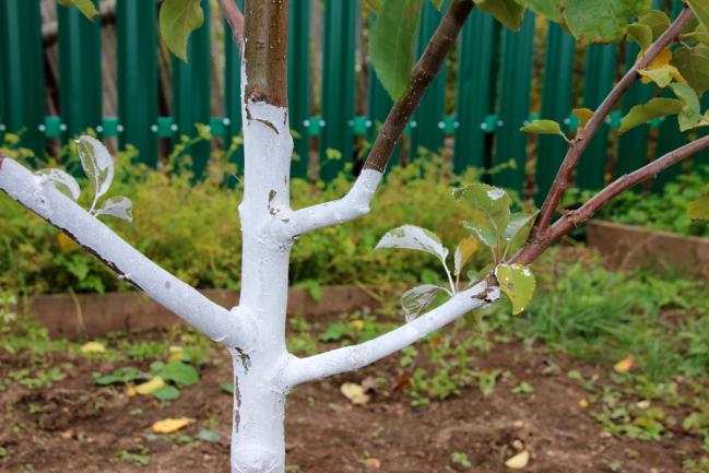 blanc arboricole - lait de chaux - prévention moniliose