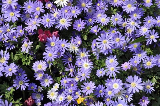 Fleurs d'aster