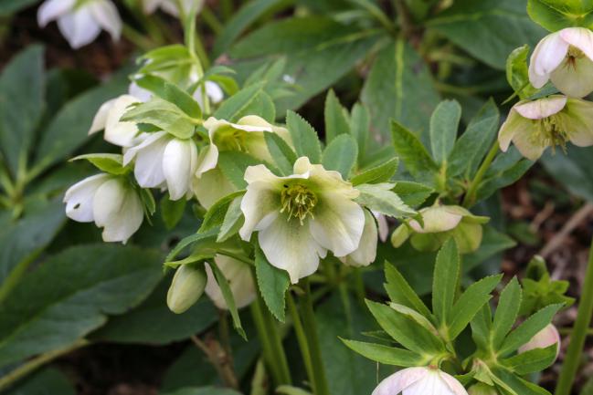 Hellebore ou rose de noël