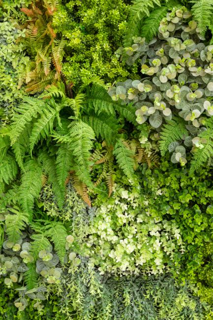 Jardin vertical avec des fougères