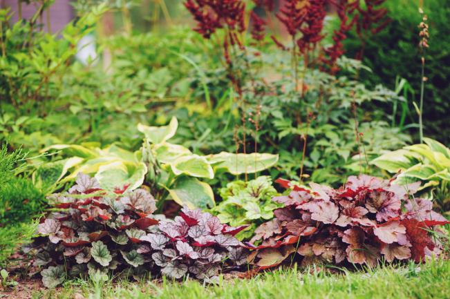 Massif d'Heuchera mixte