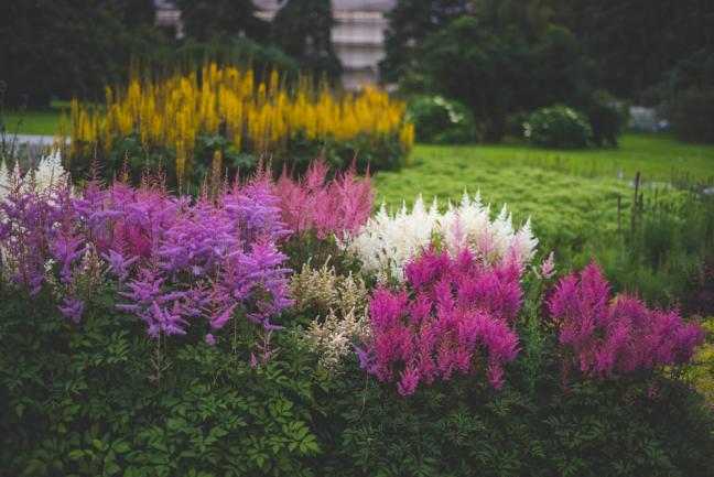 Massif d'astilbe