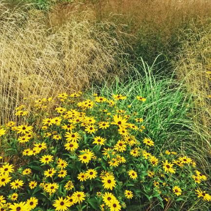 Massif de rudbeckia et brousse