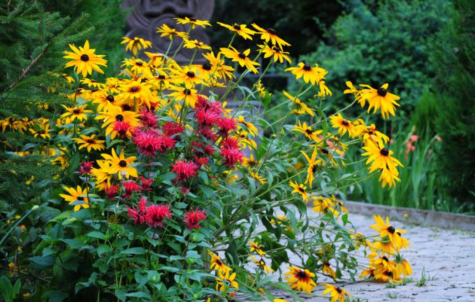 Massif de rudbeckia le long d'une allée