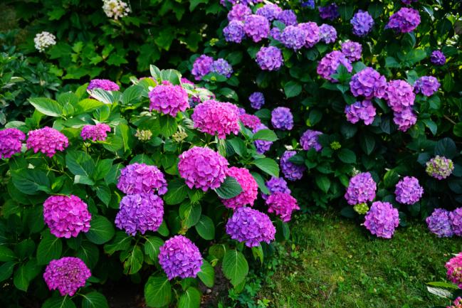 Massifs d'hortensia violet