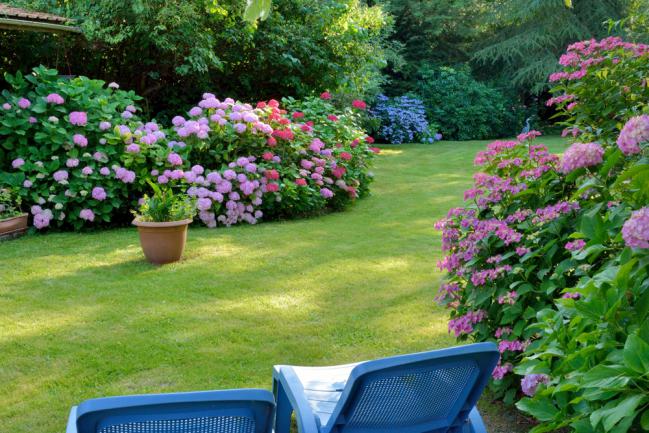 Massifs d'hortensia dans un jardin