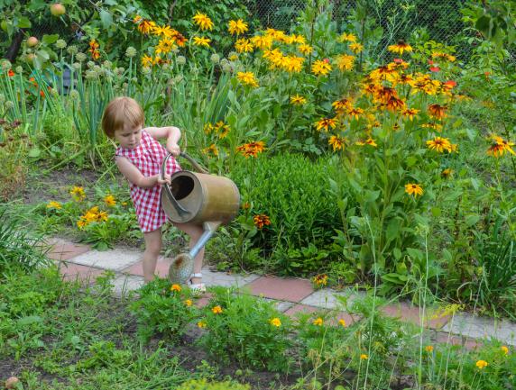 Planter des rudbeckia