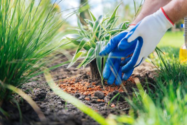 Réussite d'un massif jardin