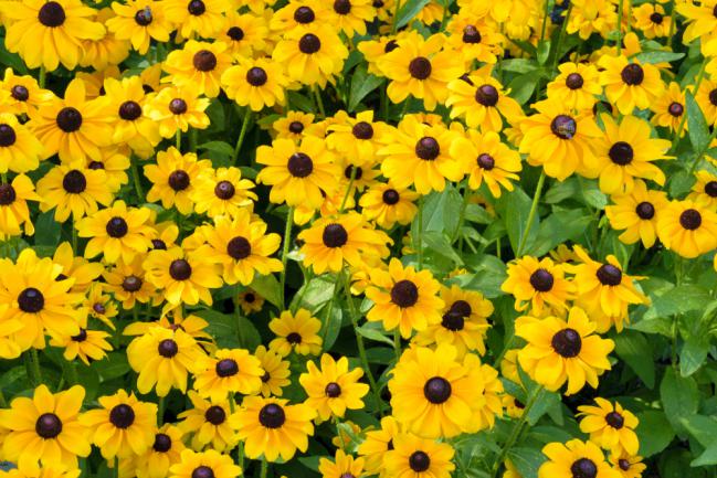 Rudbeckia : comment le planter, le cultiver et le multiplier ? -  Débroussaillez !