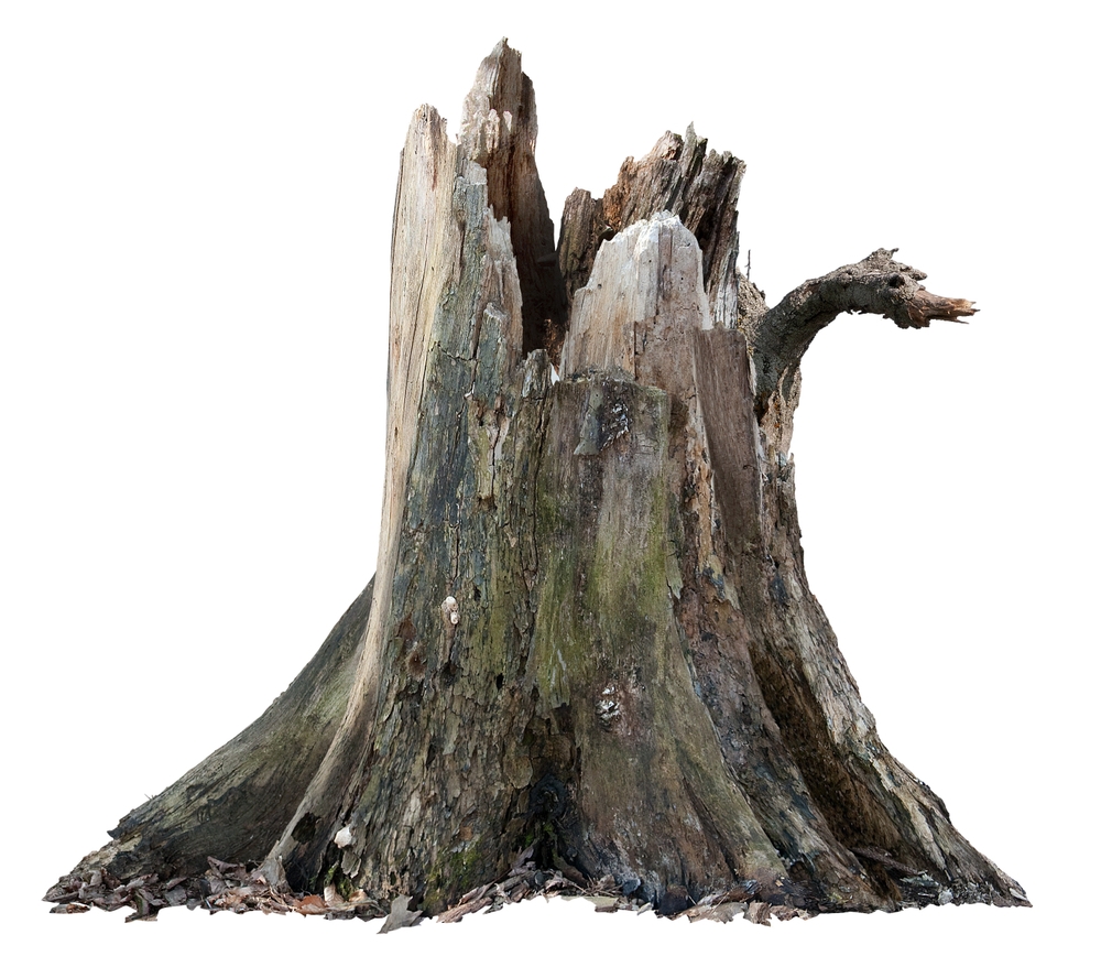 Vieux tronc d'arbre
