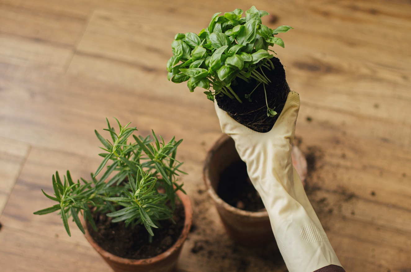 rempotage d'un plant de basilic