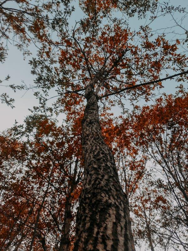 elagage-arbres-jardin