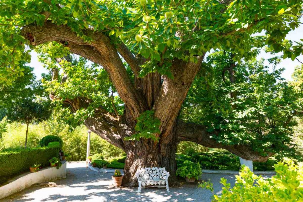 chataignier-arbre-adapte-a-la-bretagne