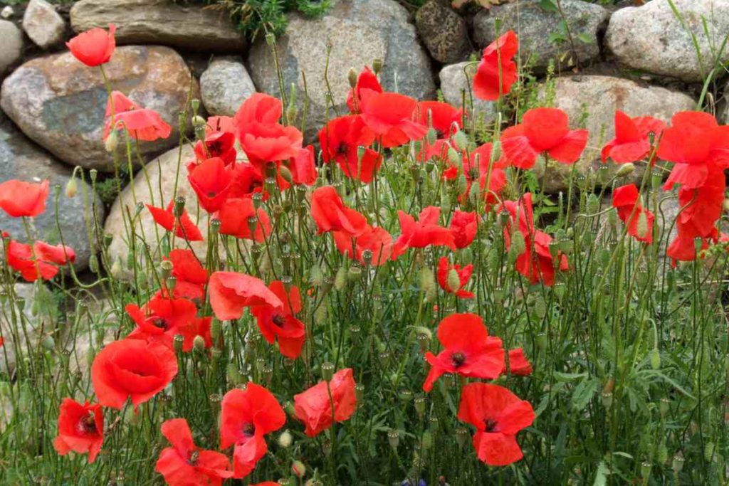 coquelicot-a-planter-en-avril