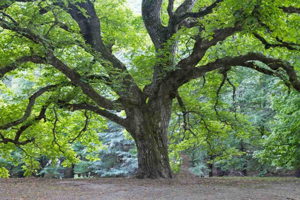 hetre-arbre-adapte-a-la-bretagne