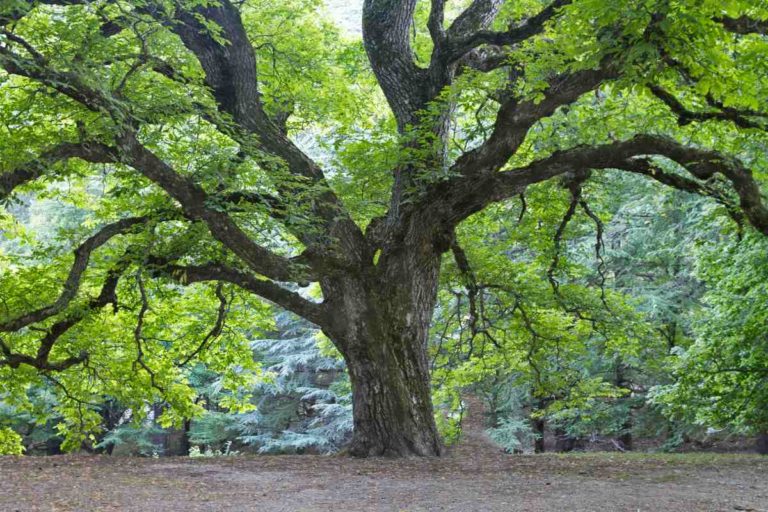 6 arbres adaptés à la Bretagne à planter dans son jardin Débroussaillez — free download
