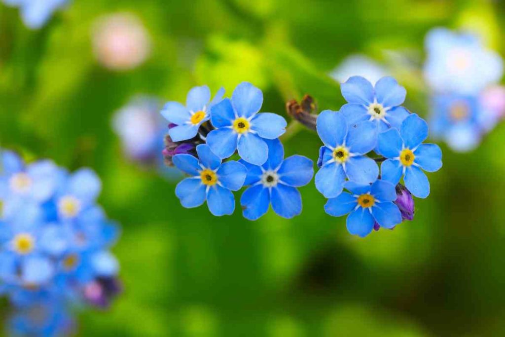 myosotis-a-planter-en-avril