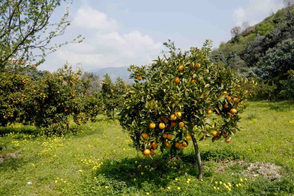 oranger-arbre-adapte-sud-de-la-france