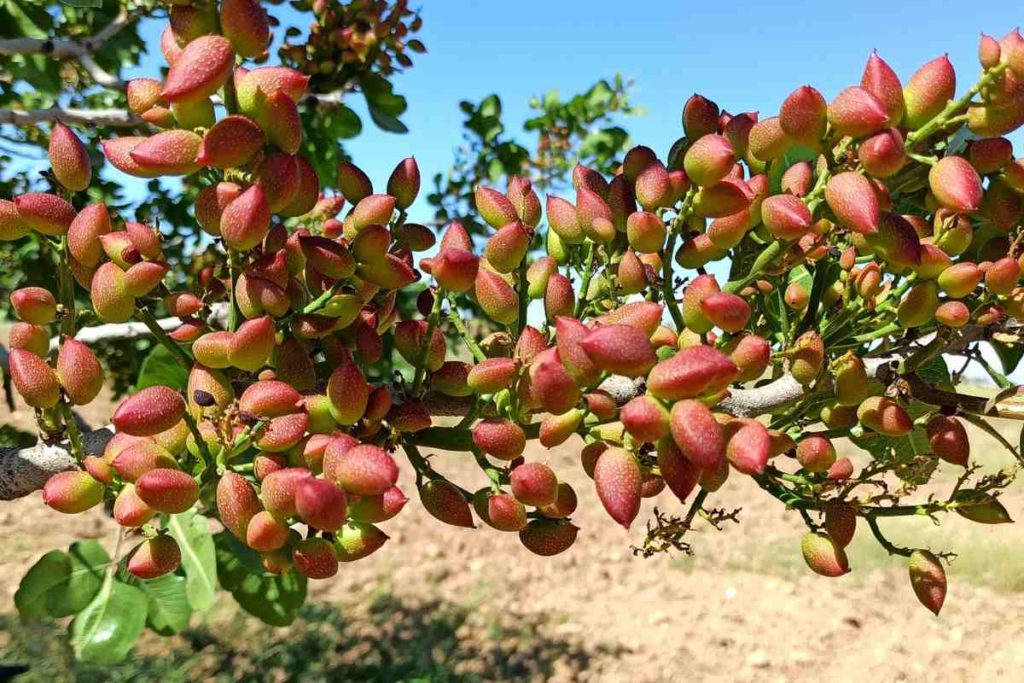pistachier-arbre-adapte-sud-de-la-france