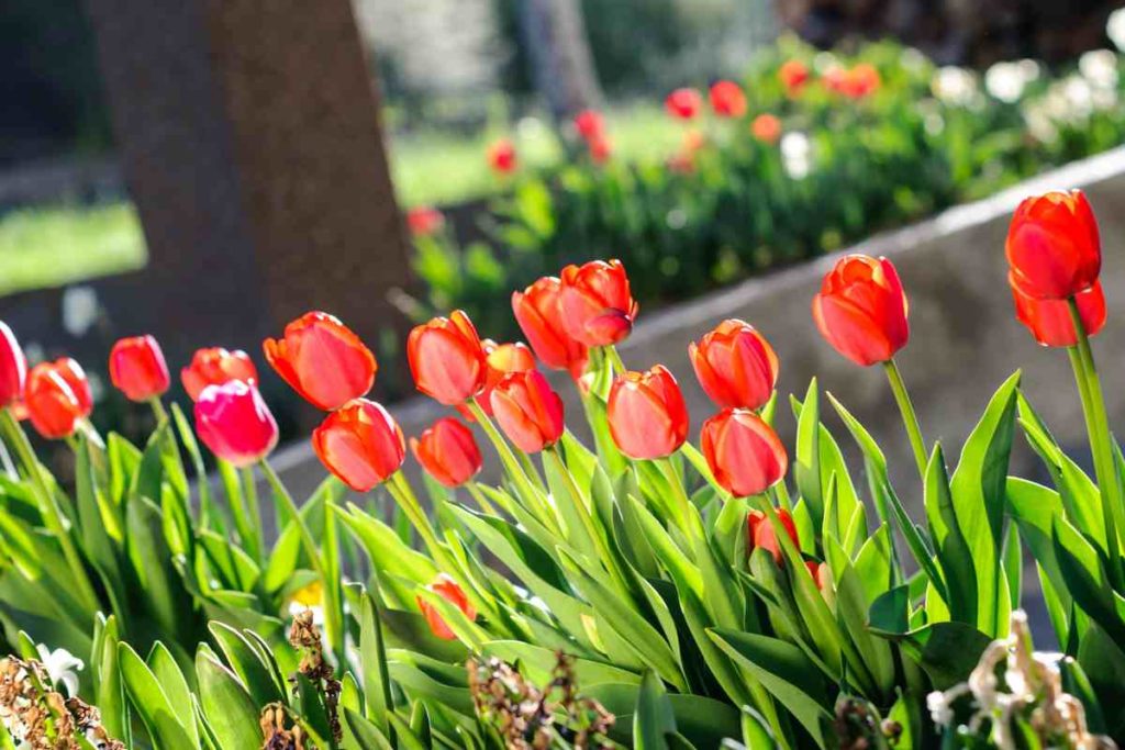 tulipes-a-planter-en-avril