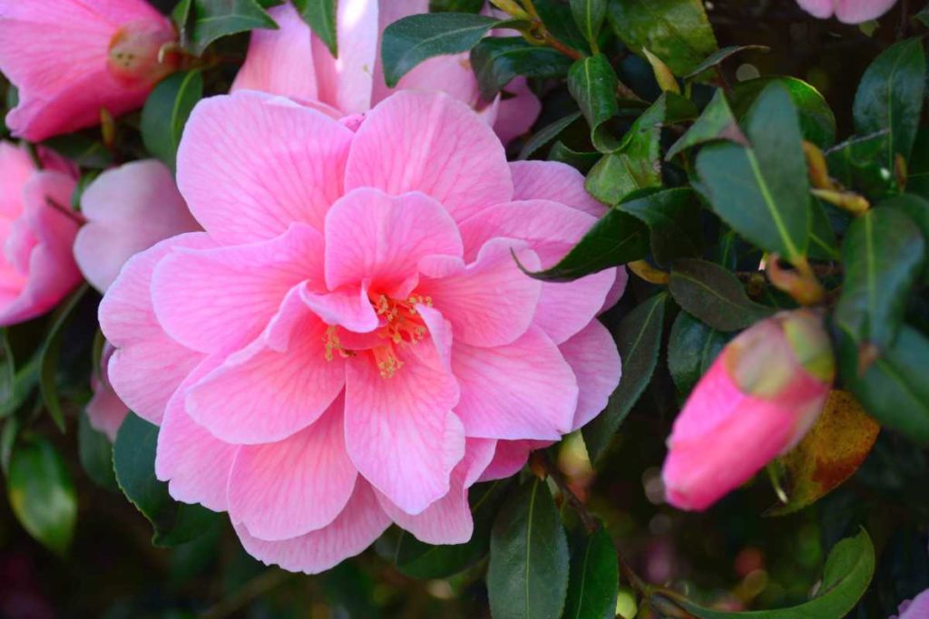 camelia