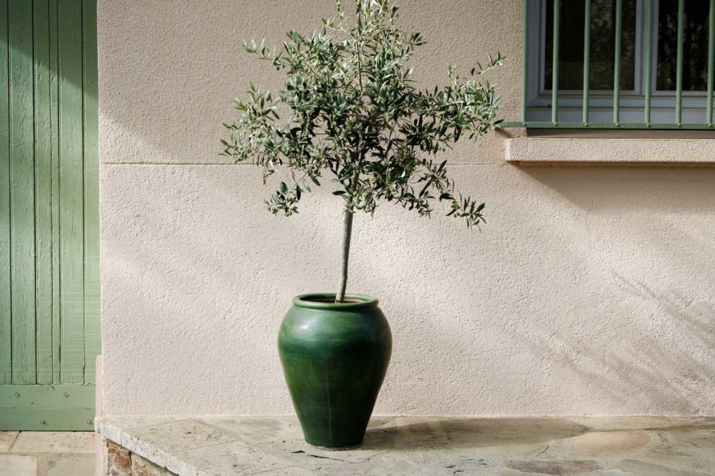 olivier-en-pot