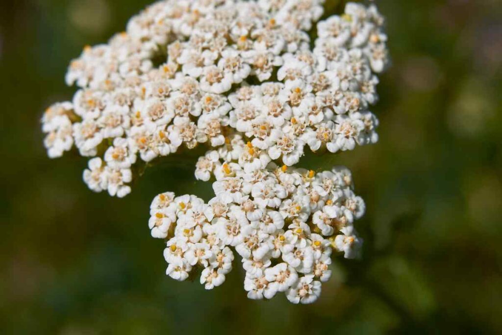 achillea-millefolium
