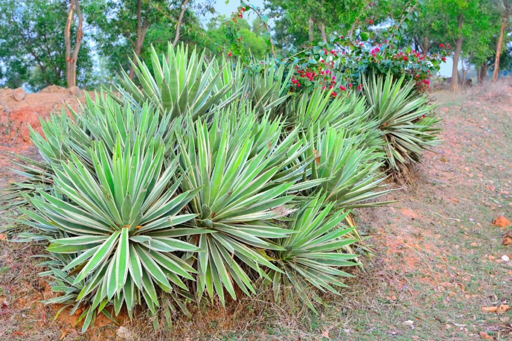 agave-angustifolia