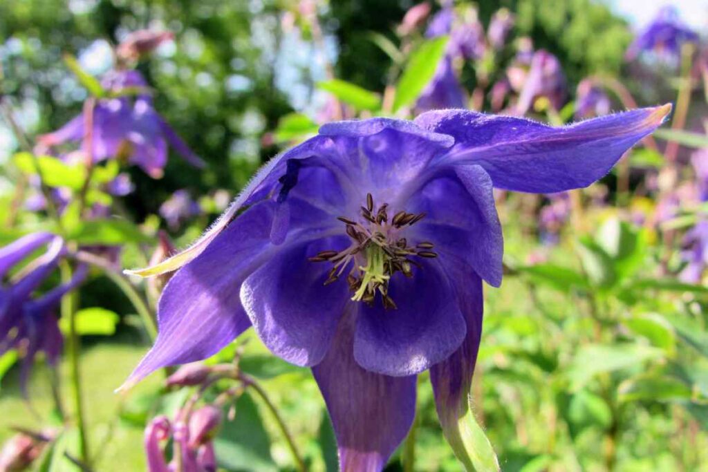 aquilegia-vulgaris