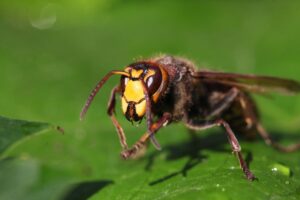 astuces-pour-se-debarasser-des-frelons-asiatiques