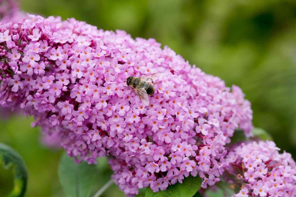 buddleia-davidii