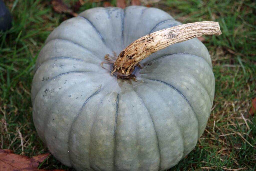 courge-bleue-de-hongrie