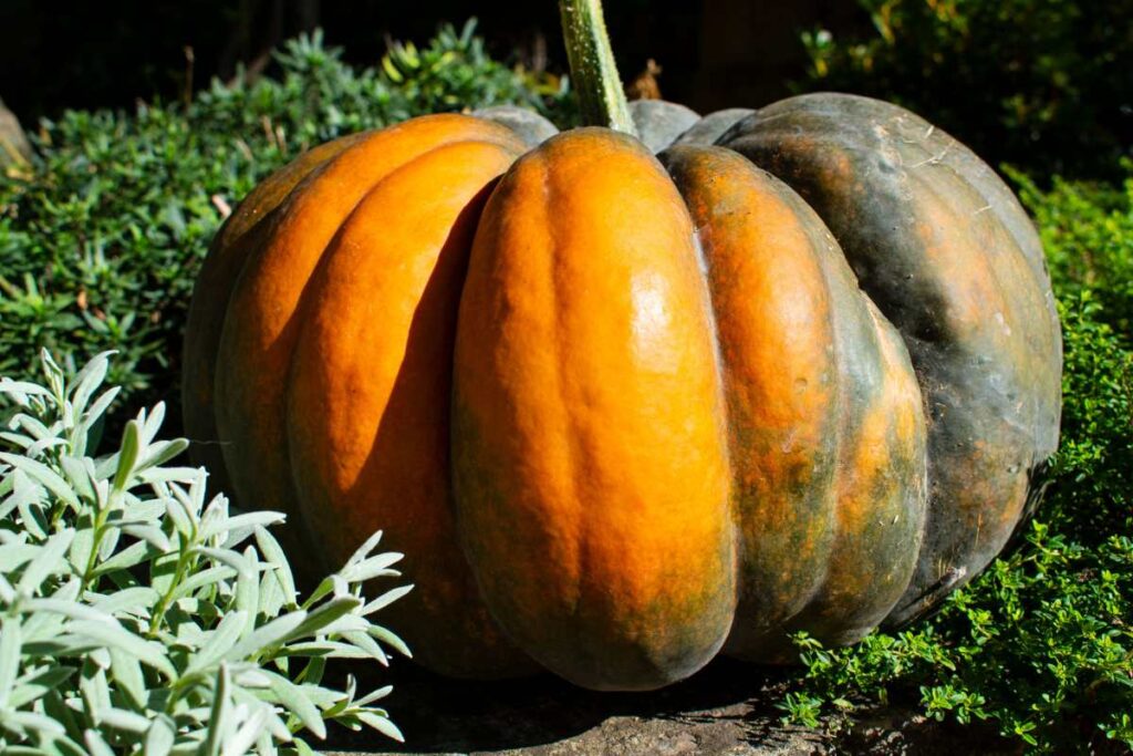 courge-musquees-de-provence