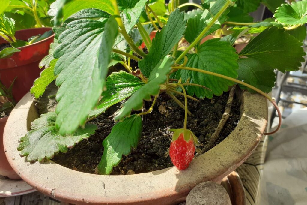 fraisier-dans-jardiniere