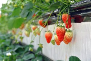 fraisier-jardiniere