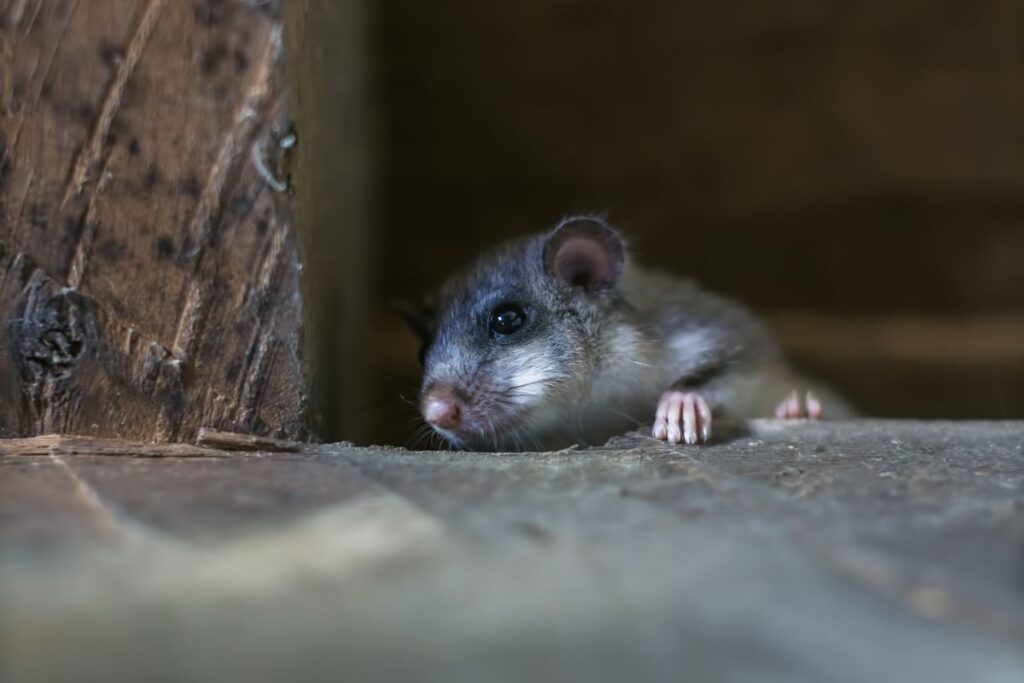 Piege a Souris Vivante Réutilisable sans Danger pour Enfants et Animaux  Souricière Maison Attrape Loir Mulot sans Cruauté et Tuer Souriciere Piège  à