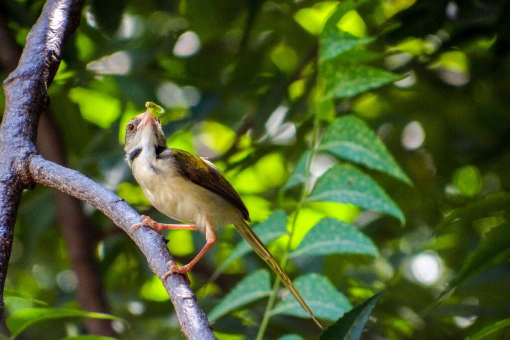 oiseau-insectivore-frelons-asiatiques