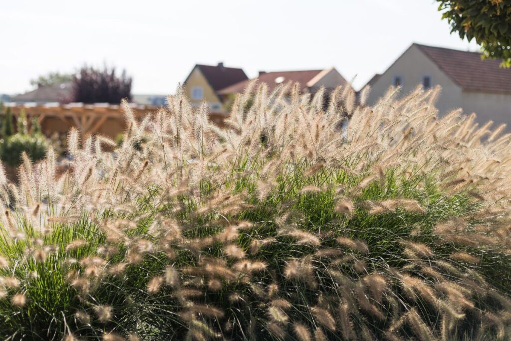 pennisetum-orientale