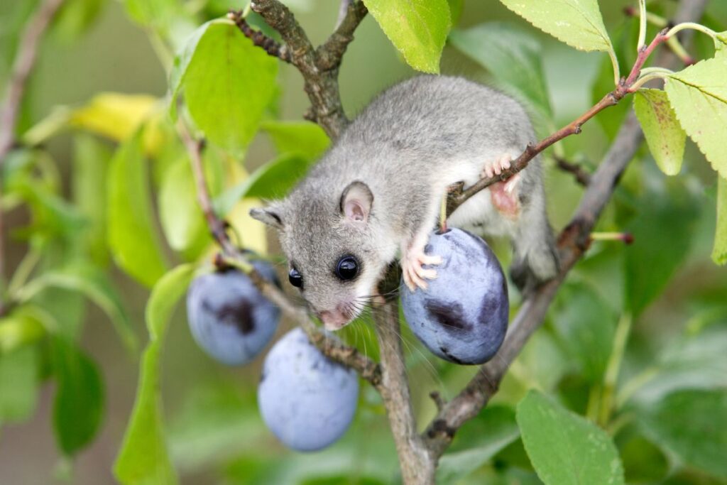 que-mange-un-loir-dans-le-jardin