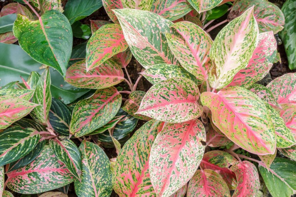 aglaonema-canicule