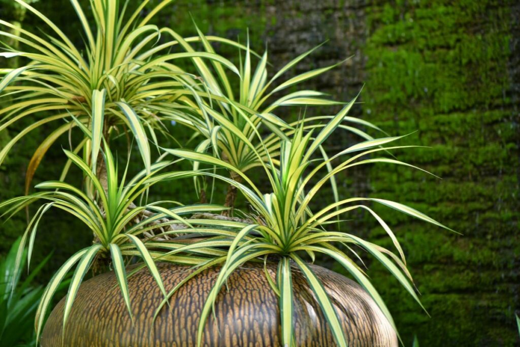 chlorophytum-comosum-canicule