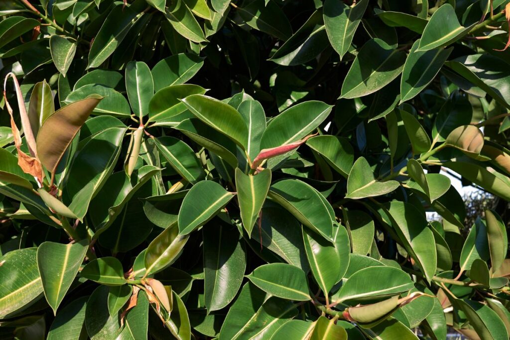 ficus-elastica-canicule