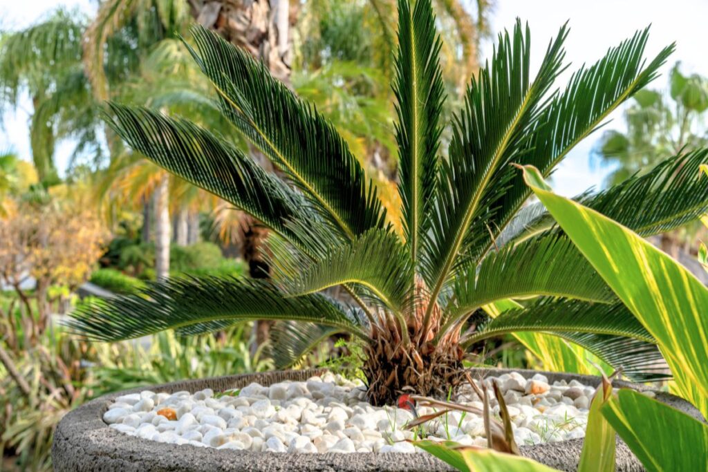 palmiers-canicule