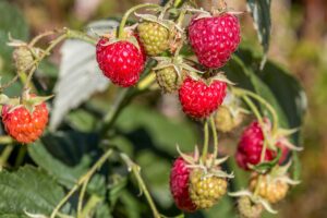 planter-un-framboisier-en-pot