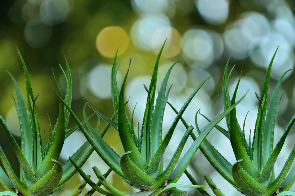 plants-daloe-vera-canicule