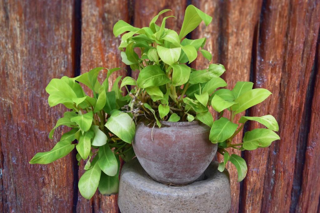 pothos-doré-canicule