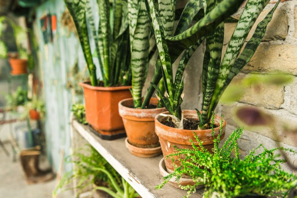 sanseveria -canicule