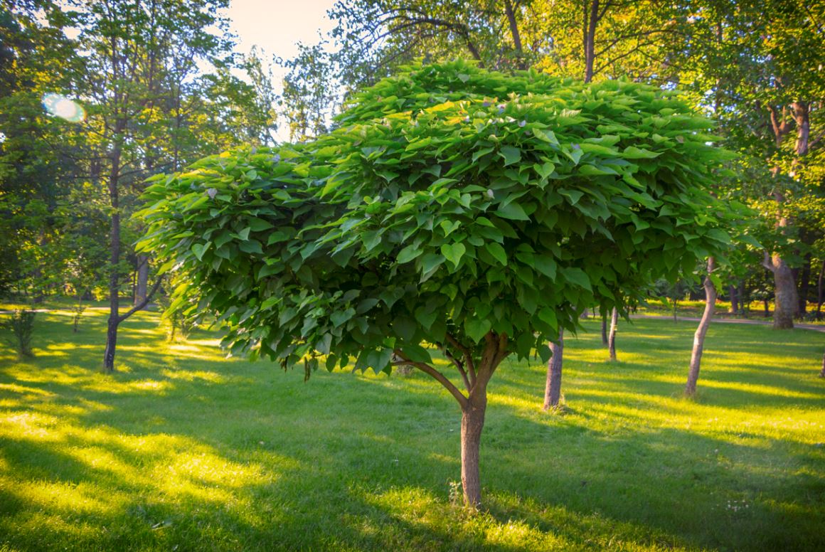 Arbre pour petit jardin