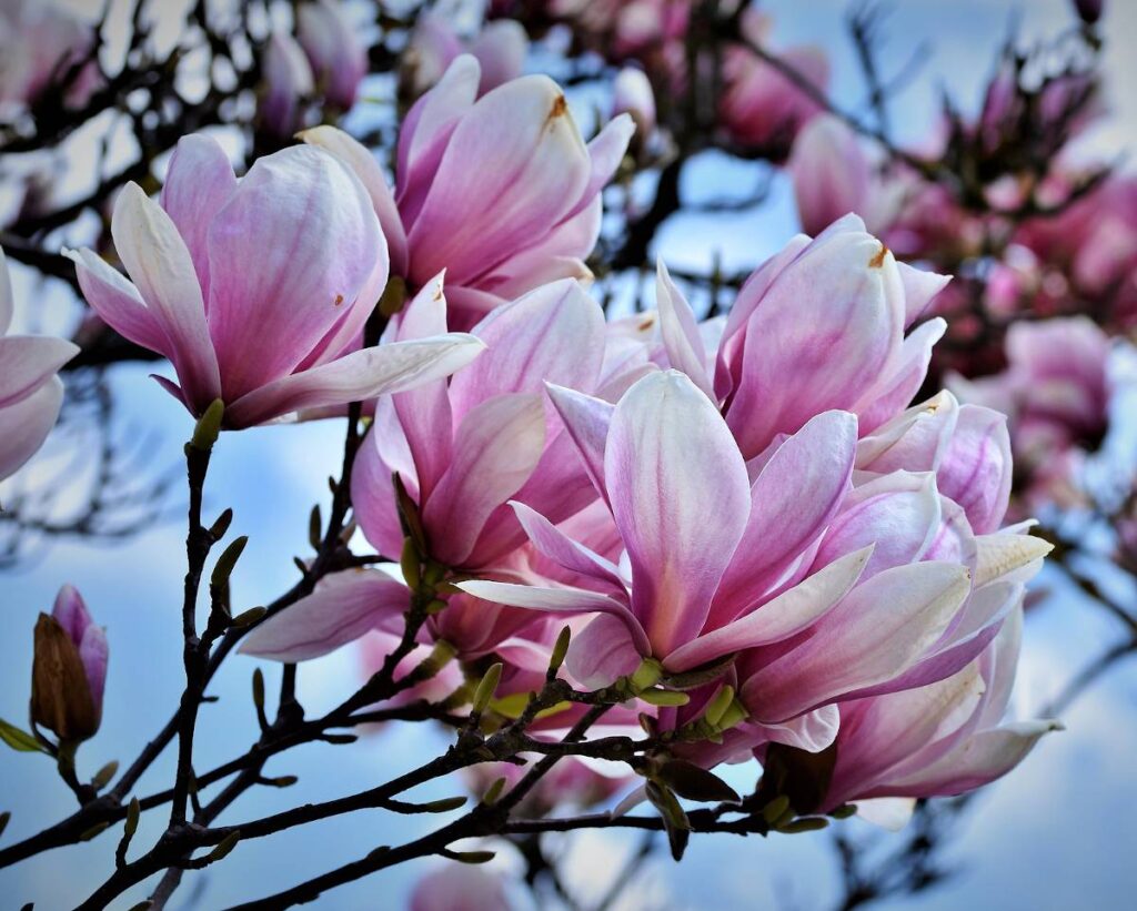 Magnolia