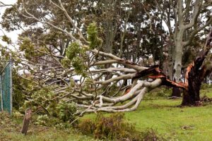 Arbre tombé dans un jardin